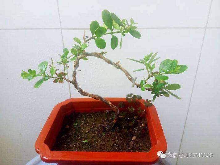 姿态万变的曲干式盆景造型要点