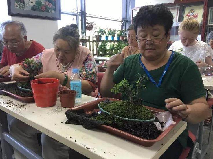 一场有关盆栽与盆景间相关区别的专业科普活动