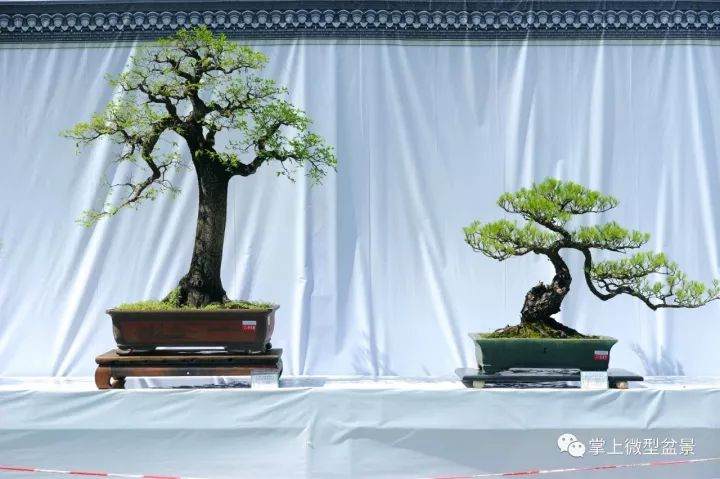 岭南盆景的3个特点和4个风格