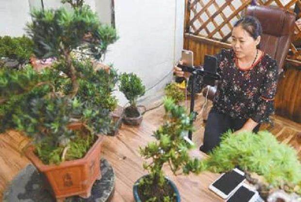 沭阳又火了!不愧是中国盆景淘宝第一村