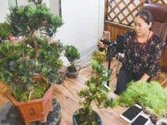 沭阳又火了不愧是中国盆景淘宝第一村