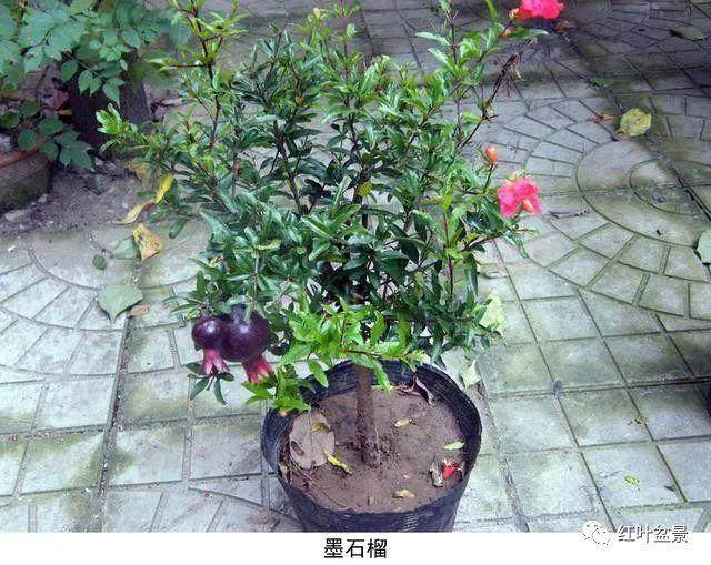 制作盆景的优良树种&mdash;&mdash;墨石榴
