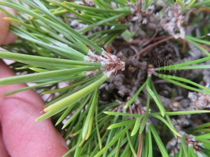 黑松微型盆景的切芽操作示范