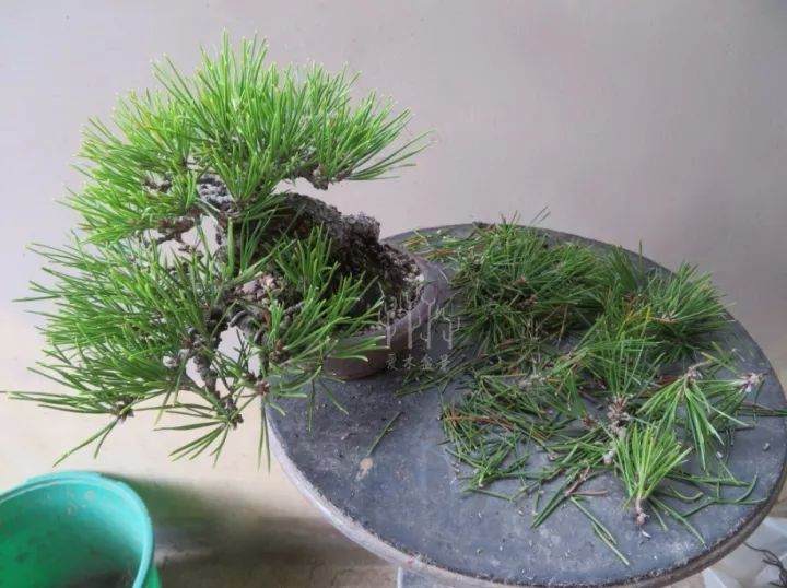 黑松微型老桩盆景的切芽操作示范 图片