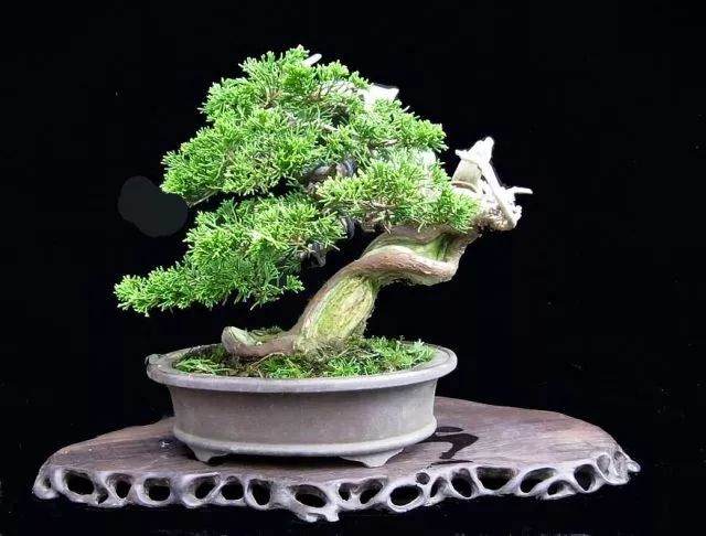 如何让盆景的根系更加发达？