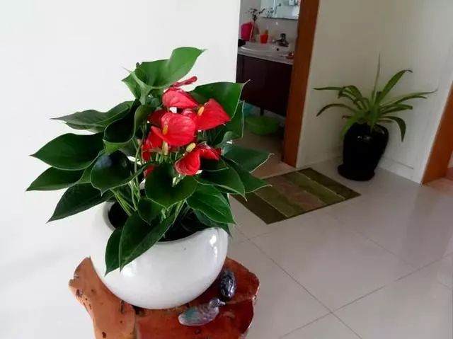 红掌盆景的浇水与施肥