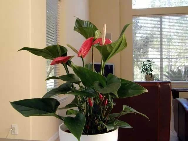 红掌盆景怎么浇水施肥的3个方法 图片