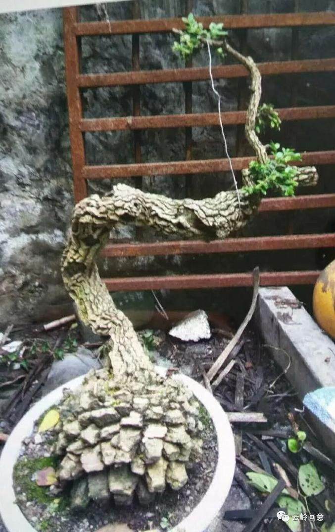 云南省第七届通海盆景艺术展”在通海举办