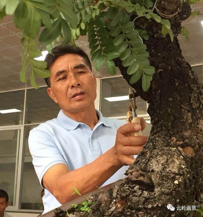 云南省第七届通海盆景艺术展”在通海举办