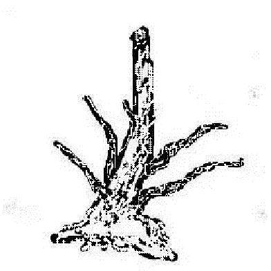 对盆景只有底部有枝的鸡肋桩的处理方法