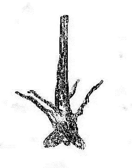 对盆景只有底部有枝的鸡肋桩的处理方法