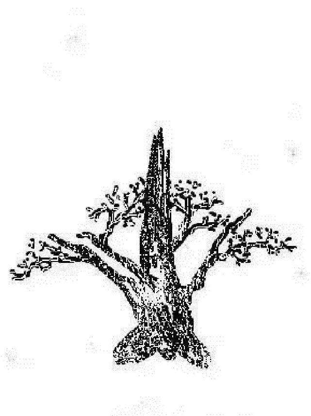 对盆景只有底部有枝的鸡肋桩的处理方法