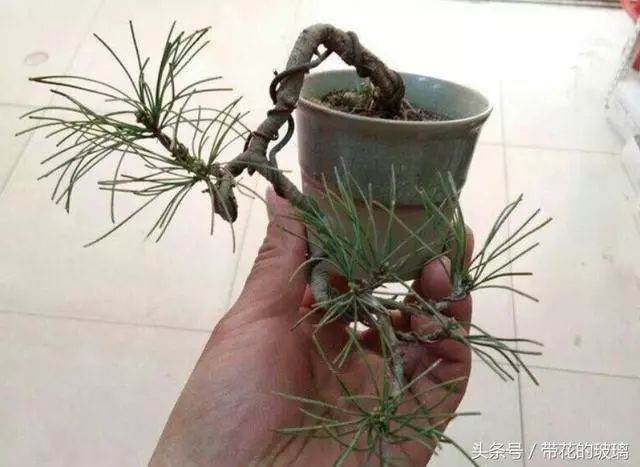 华山松盆景怎么制作的5个技巧 图片