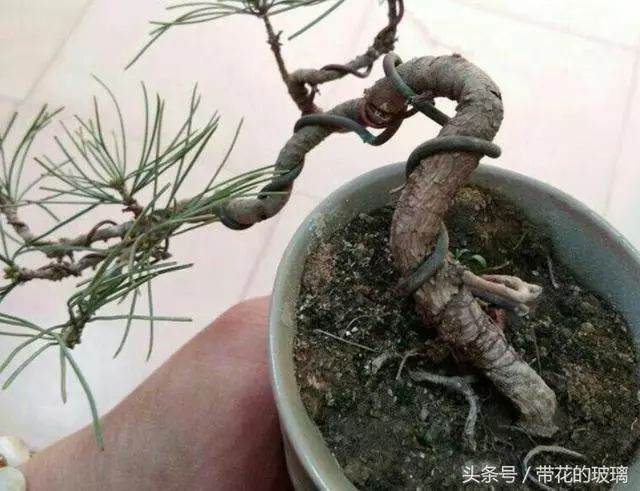 华山松盆景怎么制作的5个技巧 图片