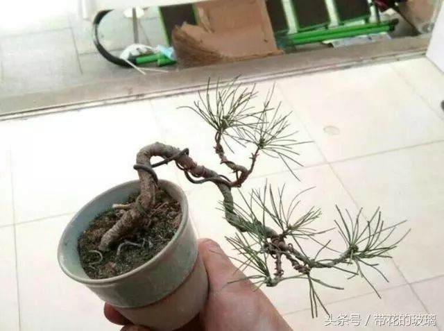 华山松盆景怎么制作的5个技巧 图片