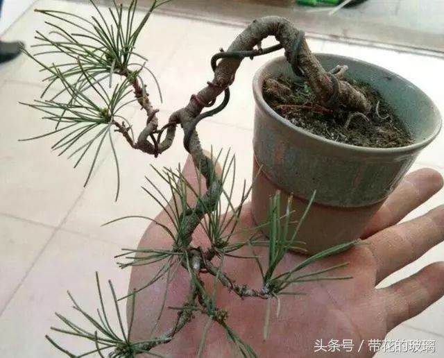 华山松盆景的制作技巧