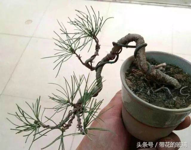 华山松盆景怎么制作的5个技巧 图片