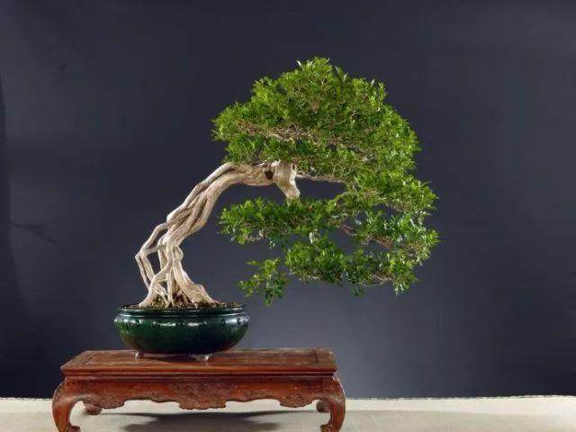 怎么给盆景树体主干瘦身改造的方法