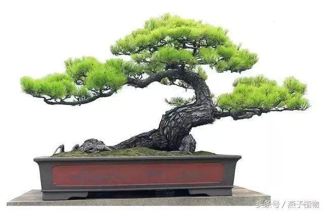 3个小步骤, 就能给松树盆景做简单造型!