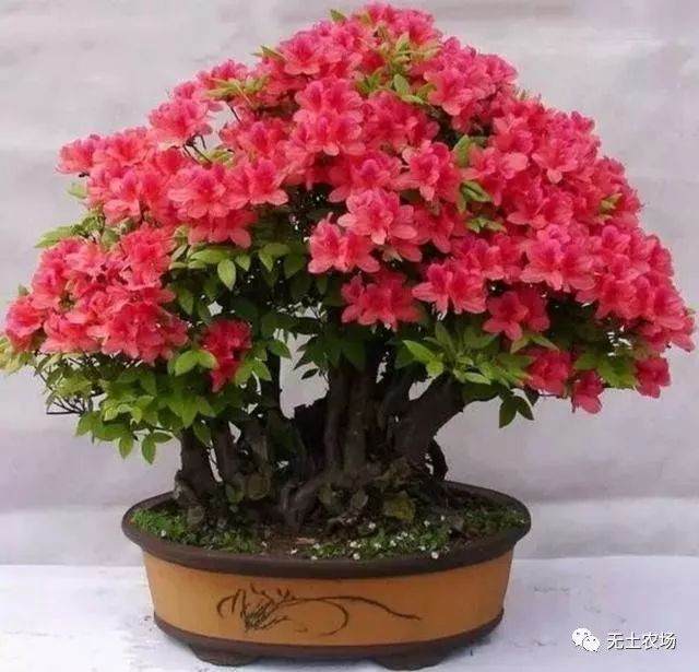 杜鹃花养好味道香 做成盆景也很精致!