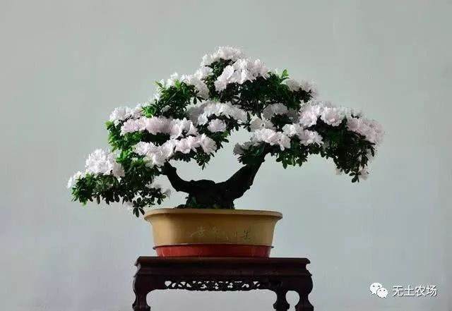 杜鹃花养好味道香 做成盆景也很精致!
