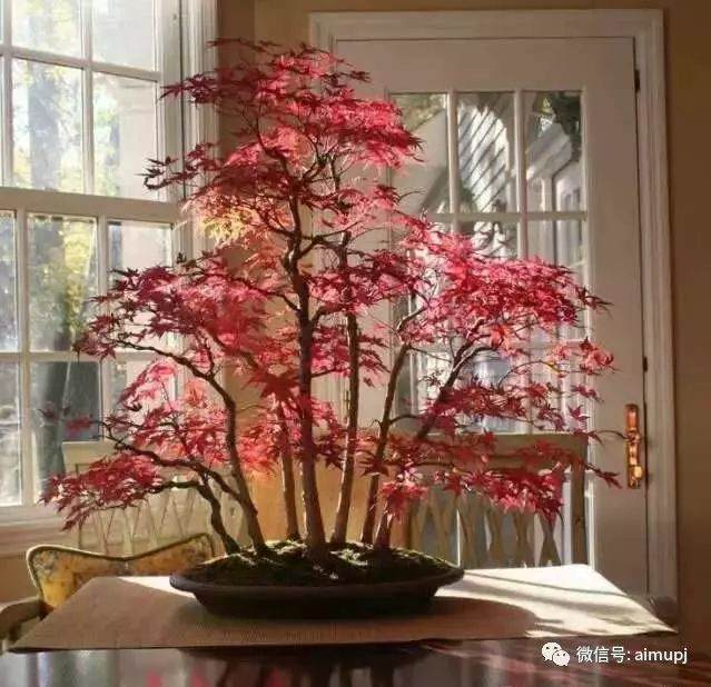 光照和翻盆不当都会造成盆景死亡