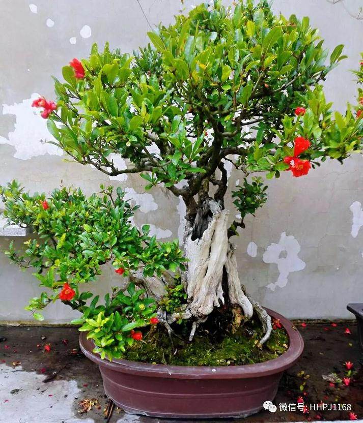 花卉盆景在夏季的浇水与施肥