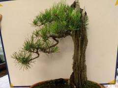 2018梧州举办小品盆景展