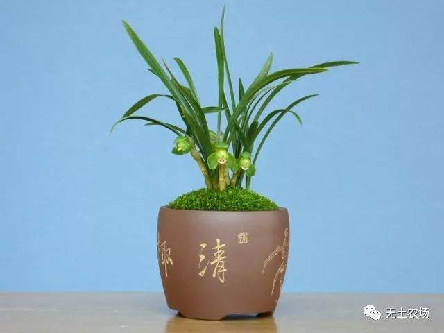 制作兰花盆景其实很简单