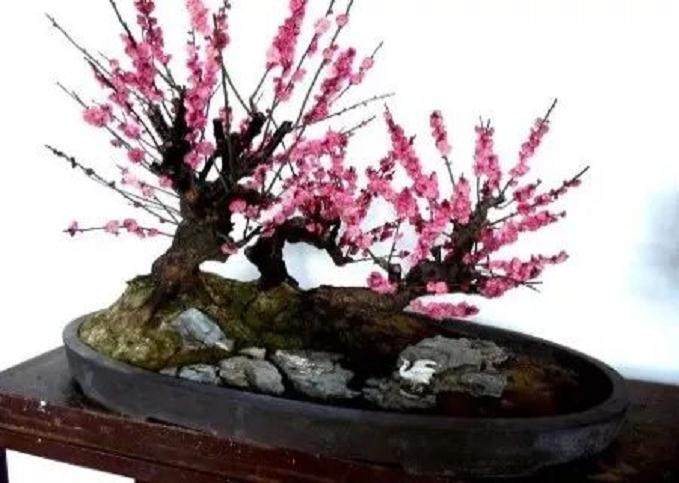 梅花盆景怎么配土上盆