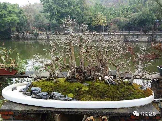 盆景修剪 修什么？剪什么？