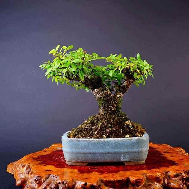 榉树盆景的制作方法