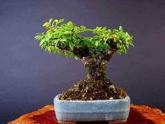 榉树盆景的制作方法