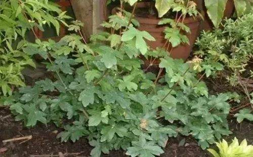 图解 自己动手做附石盆景的10个步骤