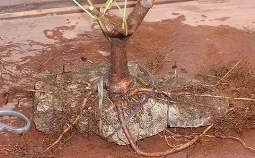 图解 自己动手做附石盆景的10个步骤