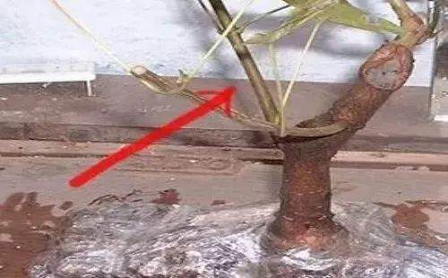 图解 自己动手做附石盆景的10个步骤