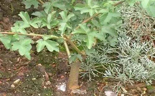 图解 自己动手做附石盆景的10个步骤