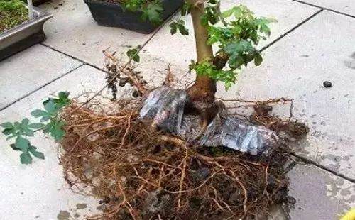 图解 自己动手做附石盆景的10个步骤