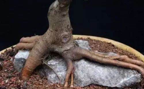 图解 自己动手做附石盆景的10个步骤