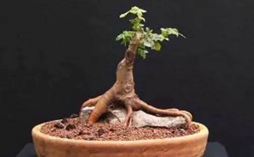 图解 自己动手做附石盆景的10个步骤