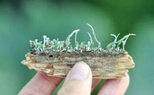 自己怎么动手制作石栽盆景的方法 图片