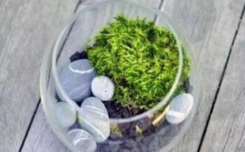 自己怎么动手制作石栽盆景的方法 图片