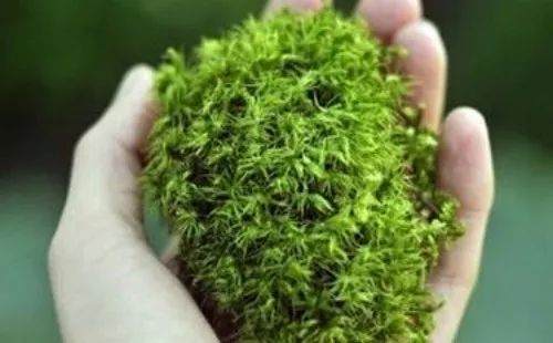 自己怎么动手制作石栽盆景的方法 图片