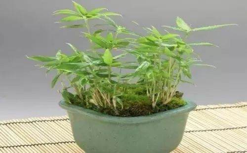 紫竹盆景的制作方法