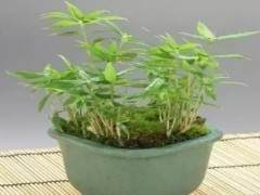 紫竹盆景怎样上盆移栽的方法 图片