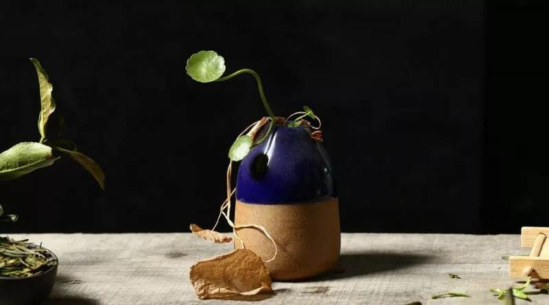 对冬青树盆景一见钟情 于是100元买了回去