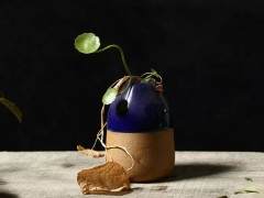 对冬青树盆景一见钟情 于是100元买了回去