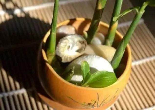 水培生姜盆景的方法