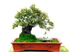 黑骨茶盆景掉叶子怎么办 图片