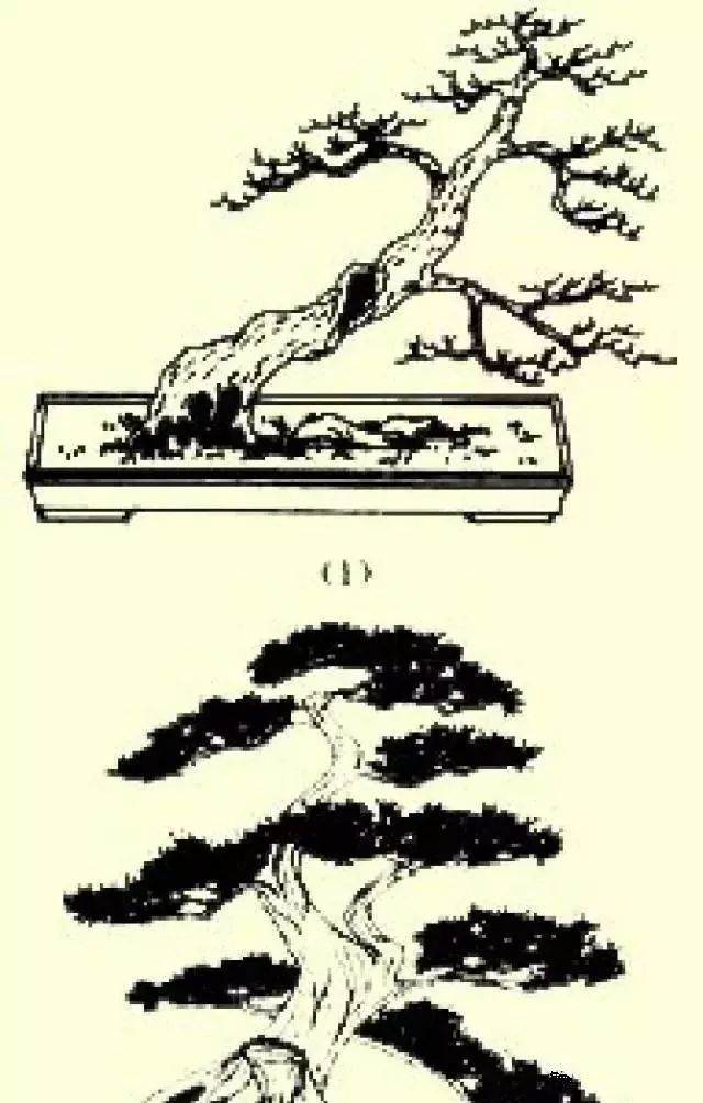 斜干式盆景制作方法